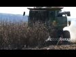 Maize Harvest Side 5 1551